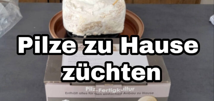 Pilze zu Hause selber züchten So funktioniert es