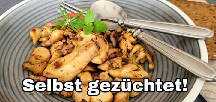 Erst Pilze züchten und daraus diese leckere Pilzpfanne machen