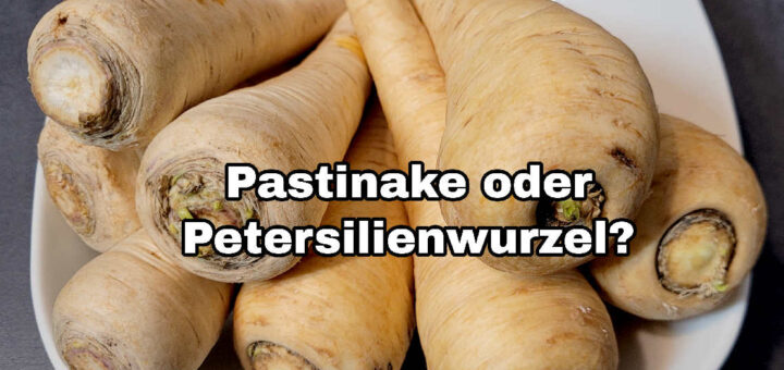 Pastinake oder Petersilienwurzel