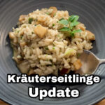 Update Kräuterseitlinge 2. Ernte und Pilz-Risotto Rezept