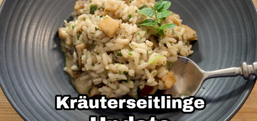 Update Kräuterseitlinge 2. Ernte und Pilz-Risotto Rezept